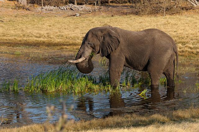 198 Linyanti, olifant.jpg